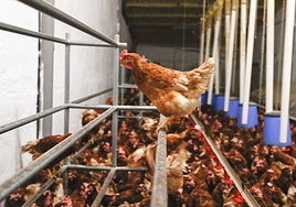 Imagen de archivo de una explotación industrial de gallinas.