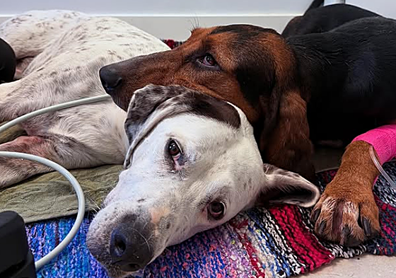 Dos de los perros intoxicados en Islares.