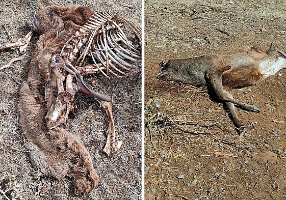 A la izquierda un venado decapitado ya comido por los buitres en Arcera, al lado otro venado abatido en la misma localidad de Valdeprado del Río.