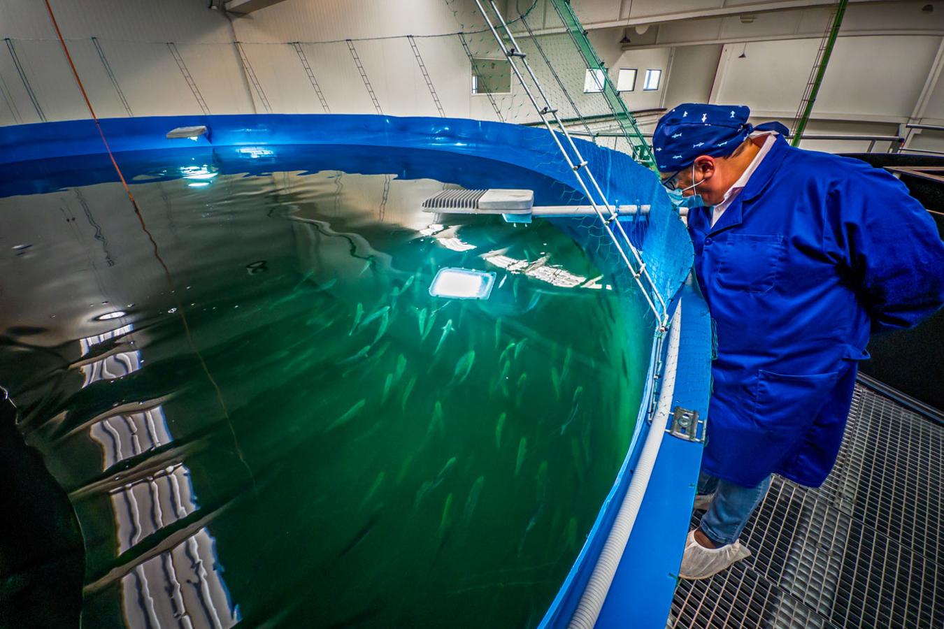 Los peces han estado casi año y medio engordando en las instalaciones de Norcantabric.