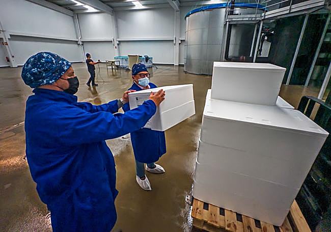 Preparación de las primeras cajas de salmones de Norcantabric.