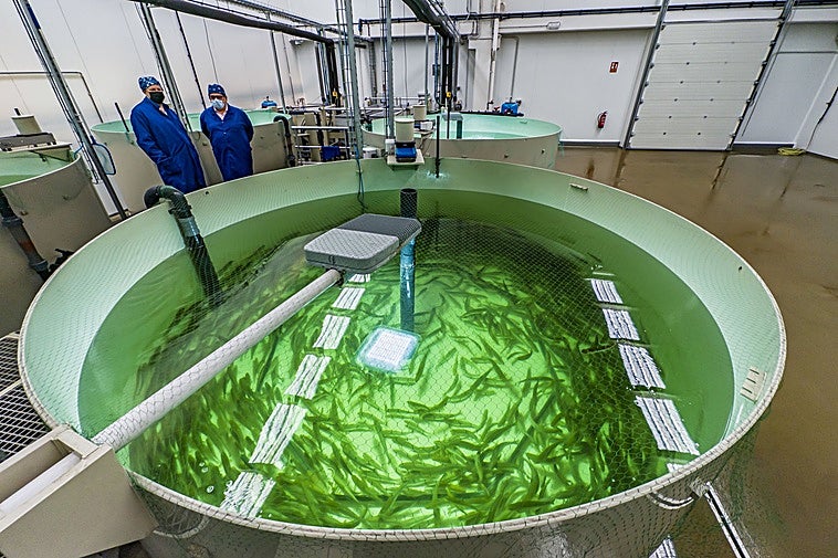 Tanque repleto de salmones ya adultos en las instalaciones que Norcantabric opera en la localidad de Riancho, en Ramales de la Victoria.