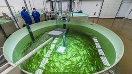 Tanque repleto de salmones ya adultos en las instalaciones que Norcantabric opera en la localidad de Riancho, en Ramales de la Victoria.