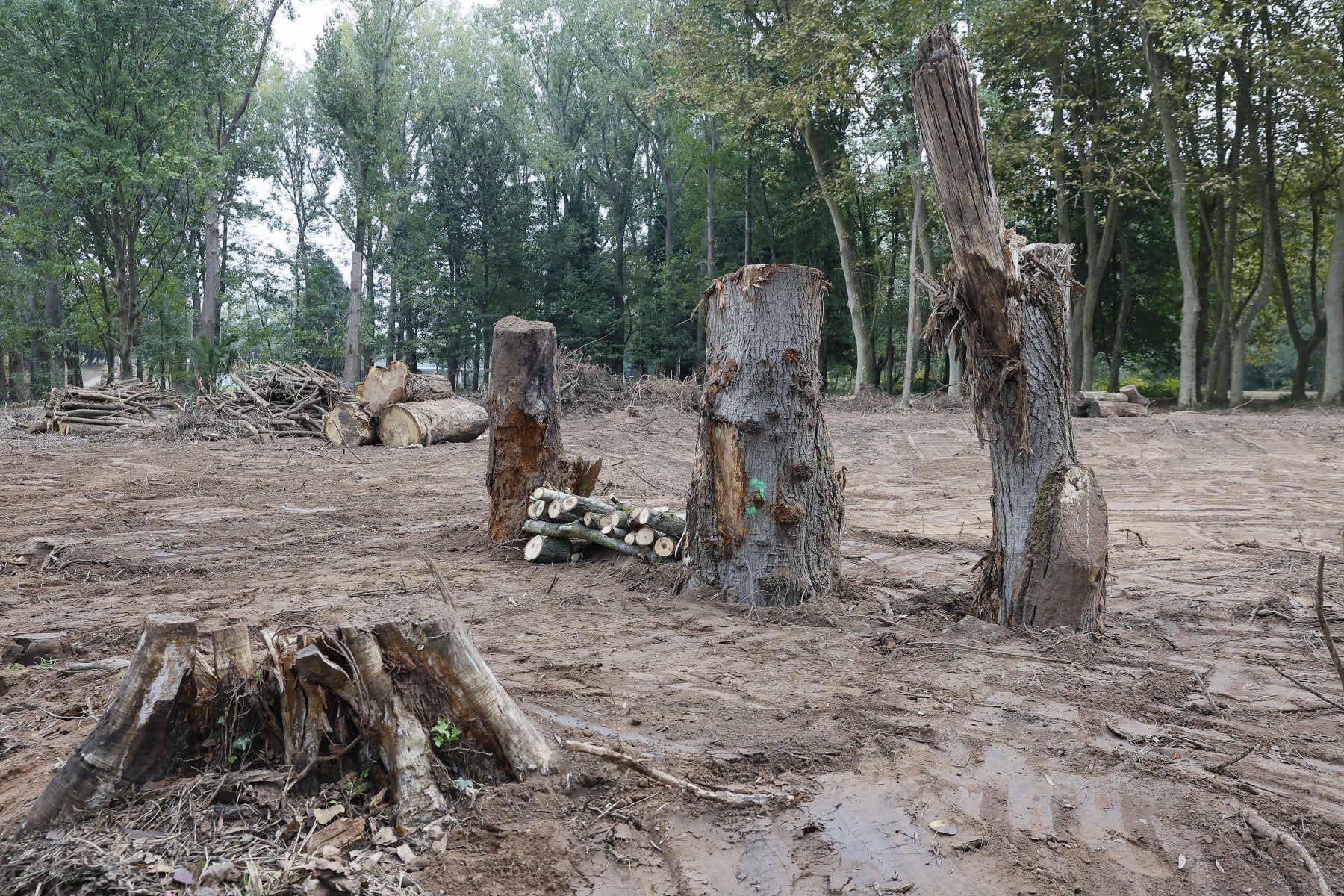 Tala, poda y repoblación.Troncos talados y ramas apiladastras la poda de medio centenar de especies, esta semana, en El Patatal.