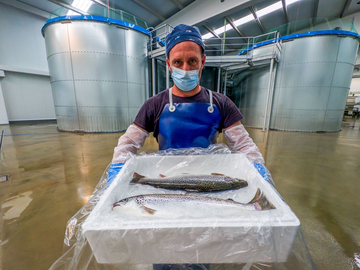 Primeros salmones producidos en la piscifactoría de Ramales.