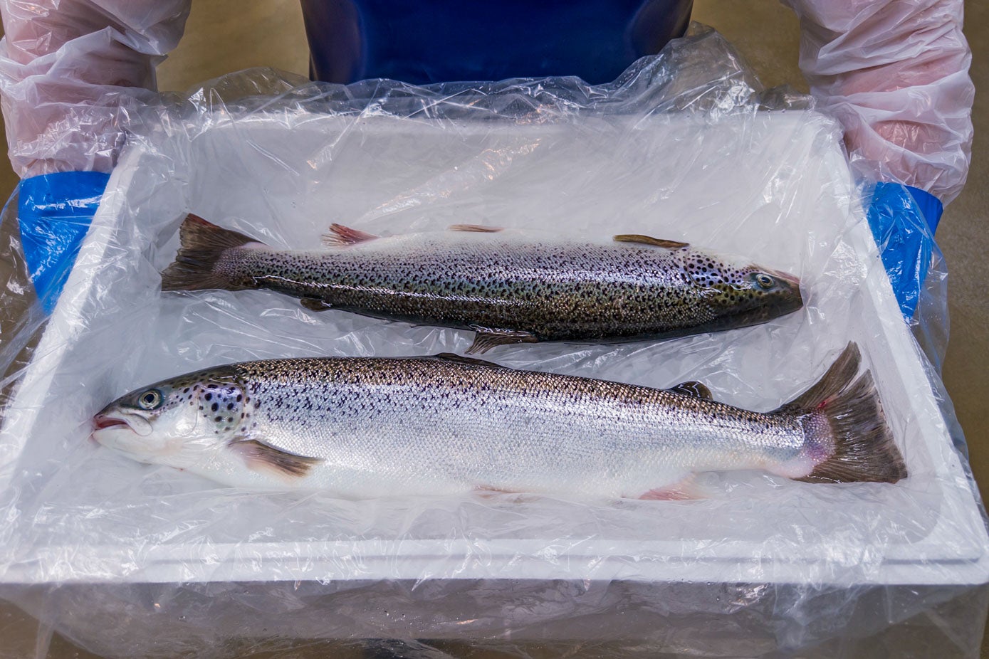 El peso de los primeros ejemplares ronda los 3,5 kilos.