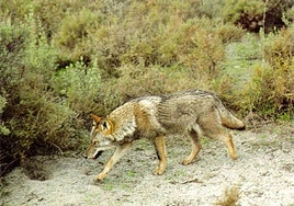 Imagen de archivo de un lobo ibérico.