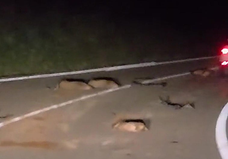 Imagen de los animales muertos en la calzada.