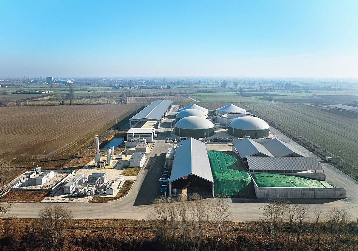 Planta de Verdalia en Italia.