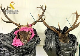 Las dos cabezas incautadas en Potes.