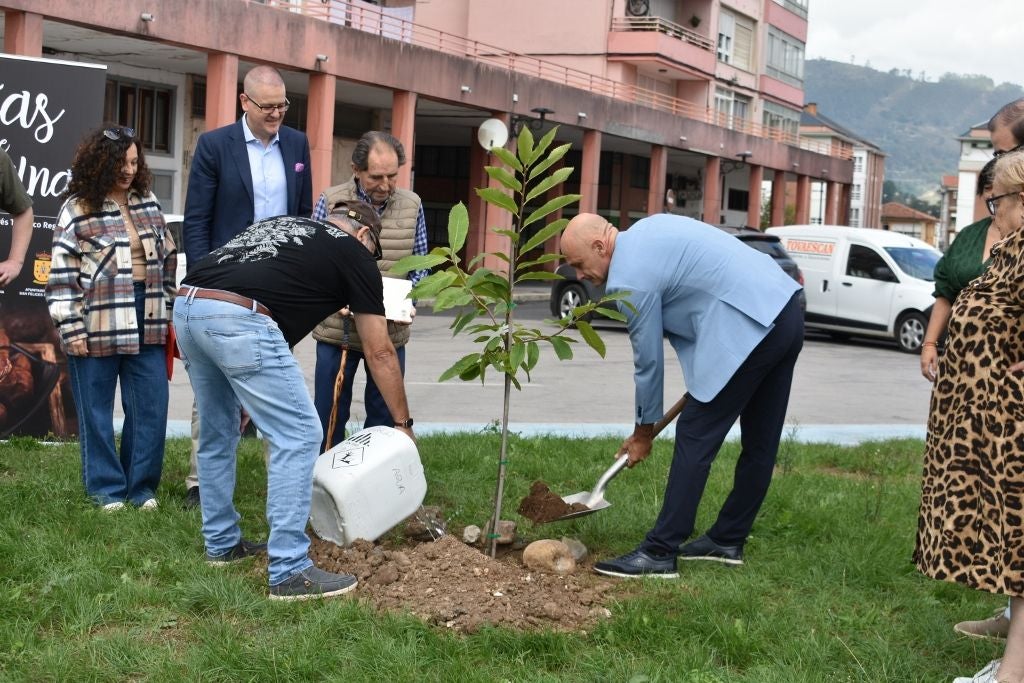 El alcalde de Los Corrales, Julio Arranz, echó una mano en la plantación del castaño.