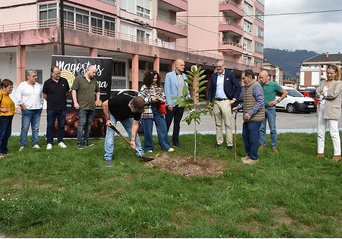 Plantando el castaño en la Colonia Authi.