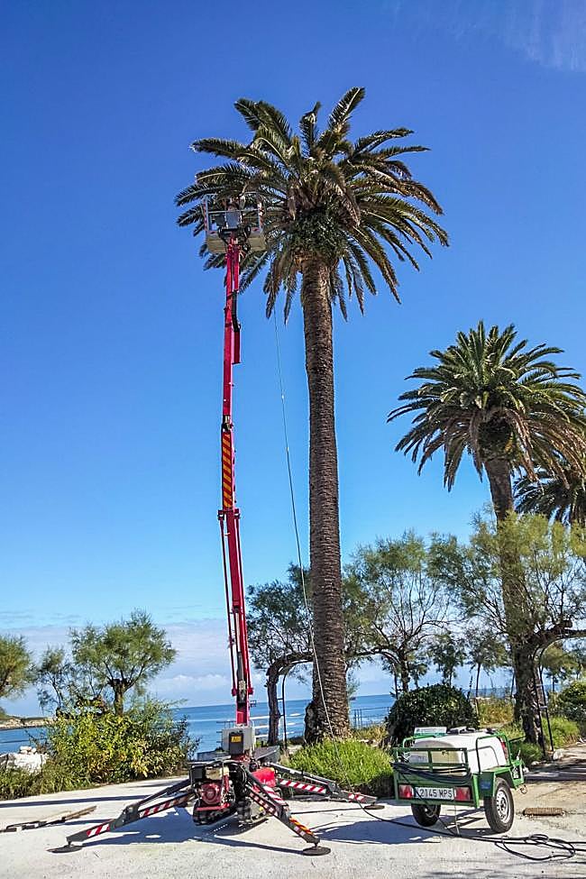 Cura intensiva en la palmera afectada de los Jardines de Piquío, que se realizó el 25 de septiembre.
