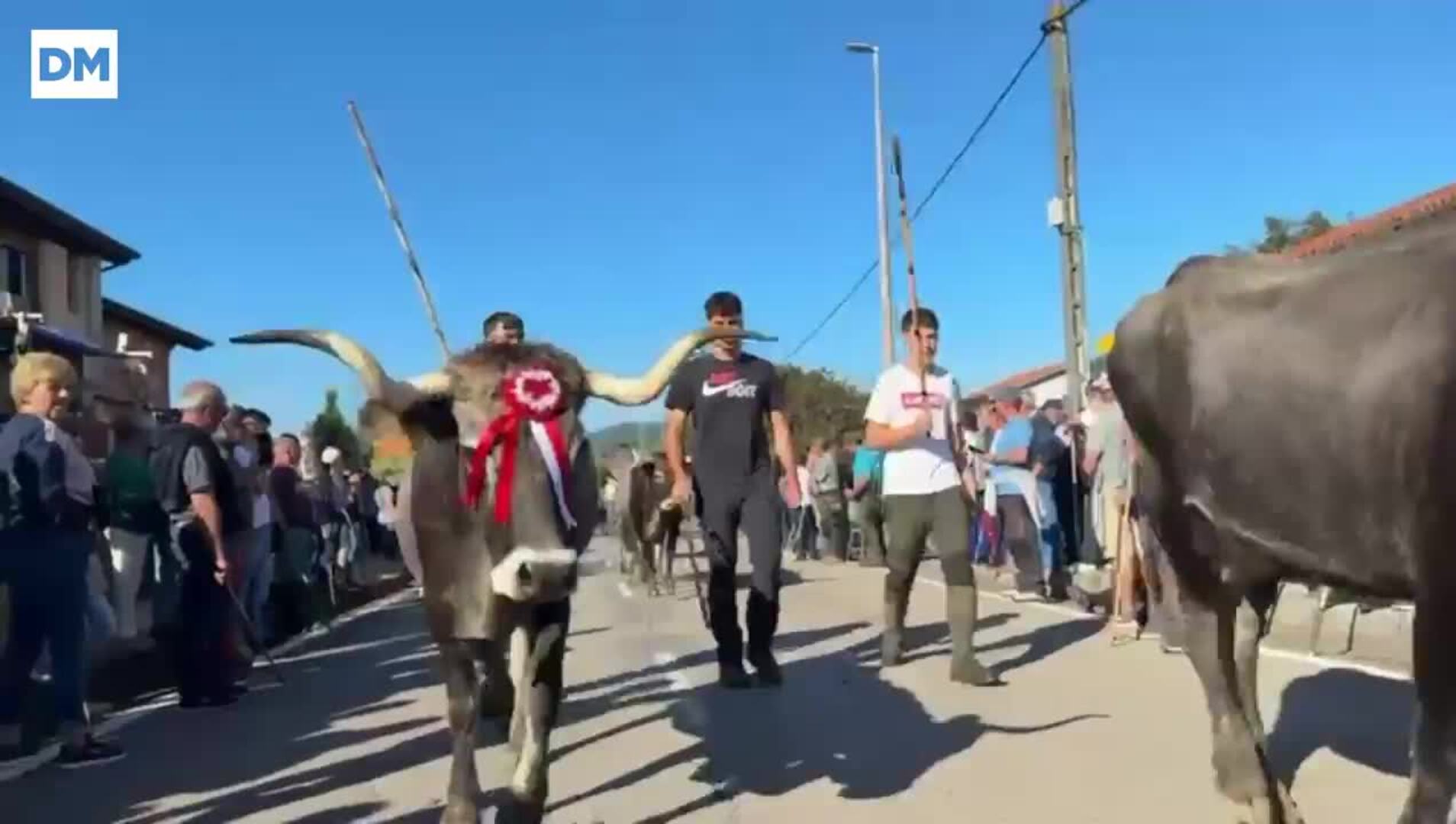 Llegan las primeras vacas a la Olimpiada del Tudanco