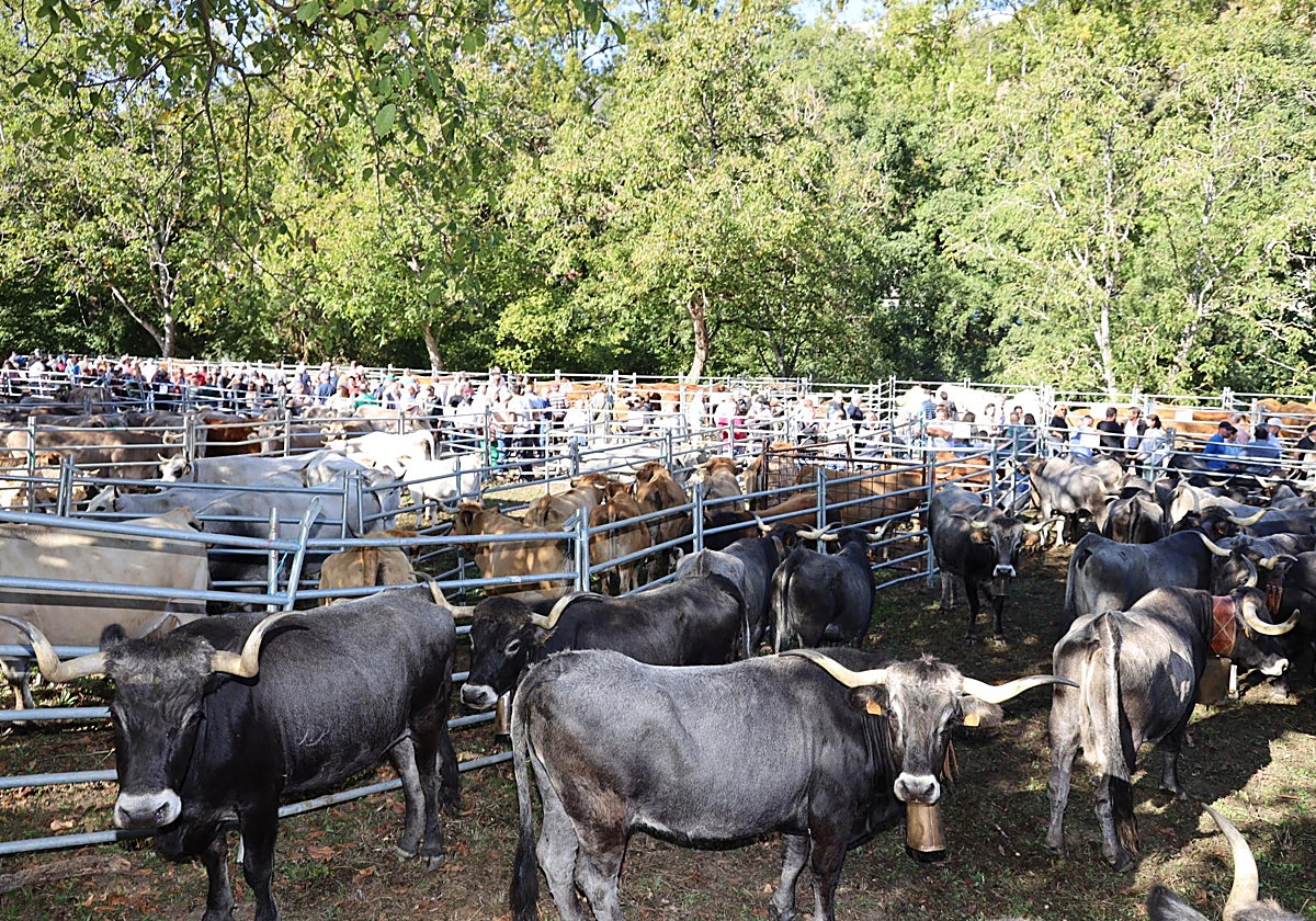 Vacas tudancas en uno de los corrrales de la feria