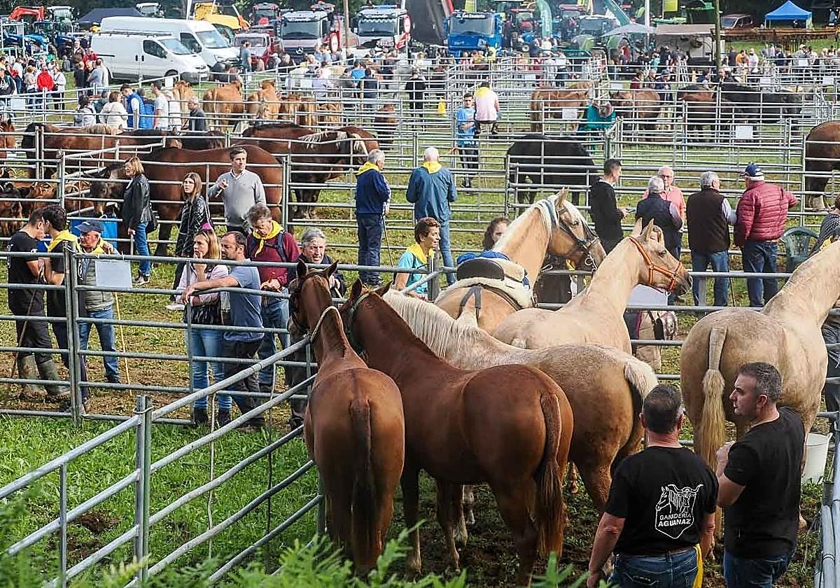A esta feria acude sobre todo ganado equino.