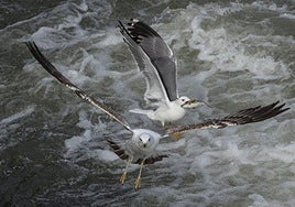 Dos gaviotas, en la costa cántabra.