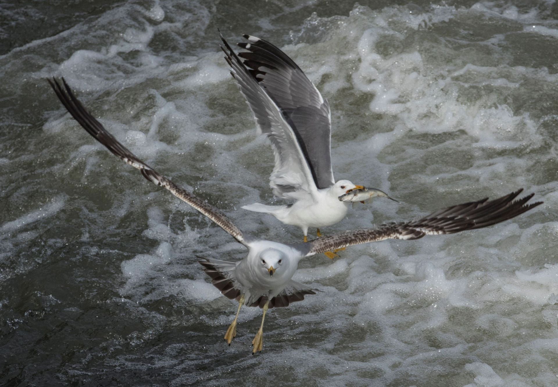 Dos gaviotas, en la costa cántabra.