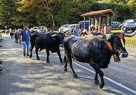 Las vacas tudancas recorren las calles del pueblo de Carmona, en Cabuérniga, en una cita multitudinaria.