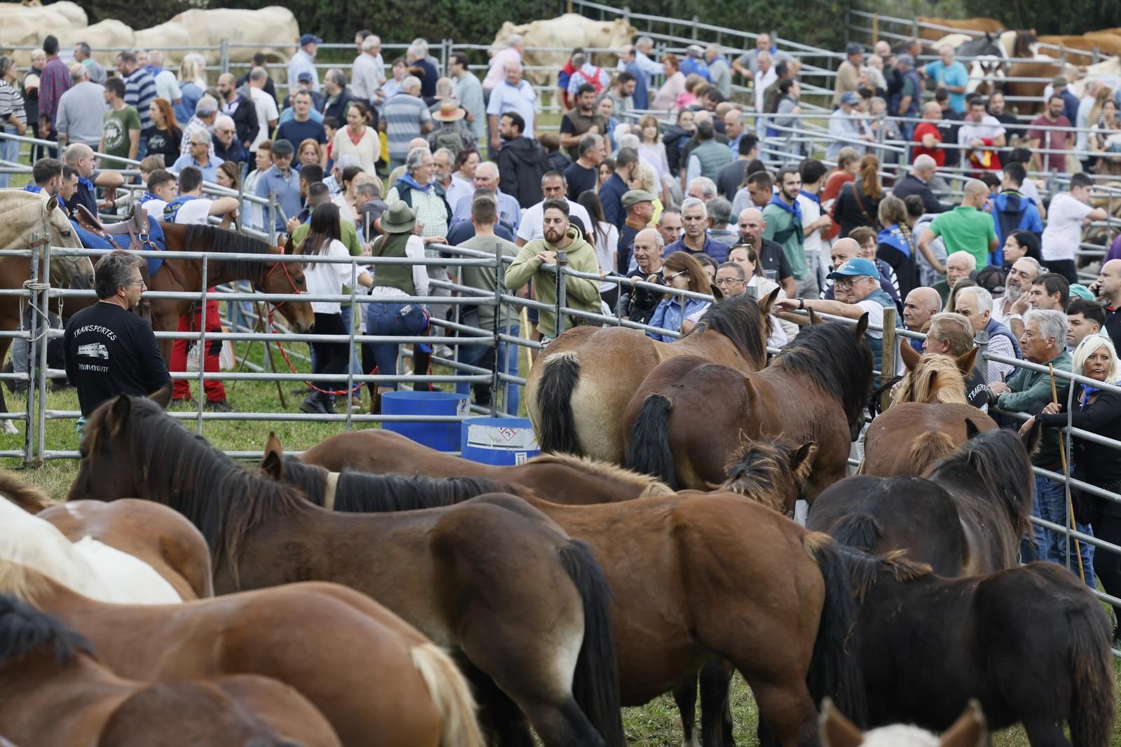 En total han llegado este domingo a Hoznayo alrededor de 800 cabezas de ganado