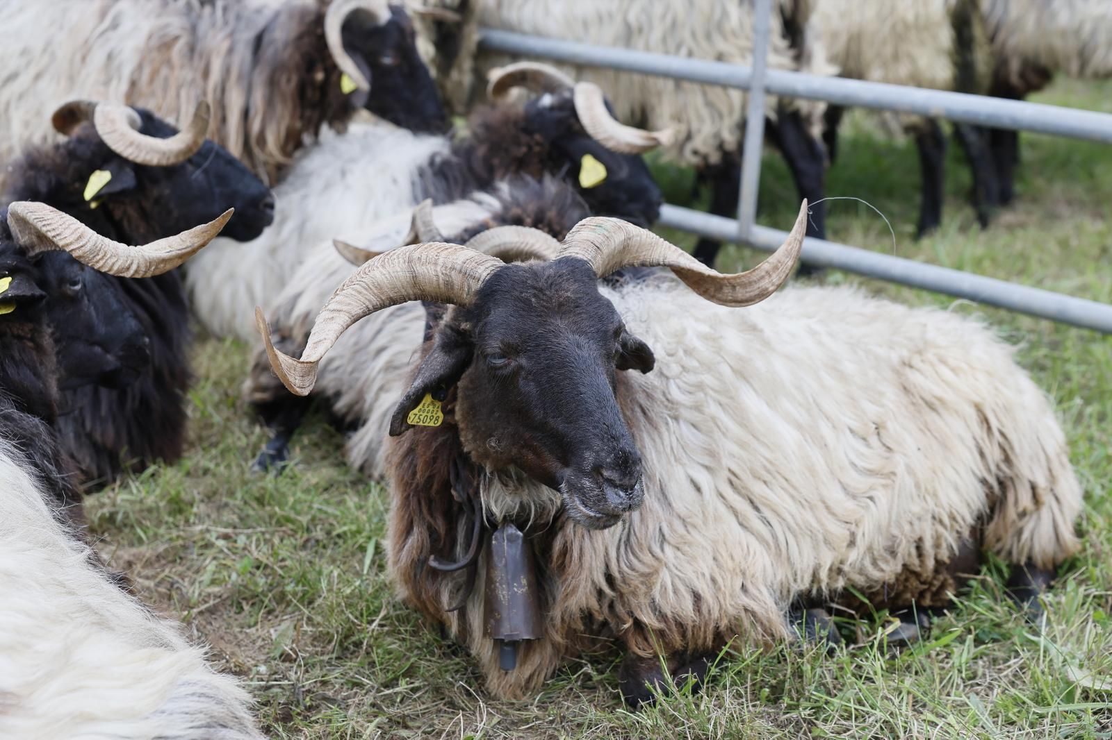 Hasta el recinto han llegado tantos animales como esperaba el Ayuntamiento al no suspender la cita ganadera