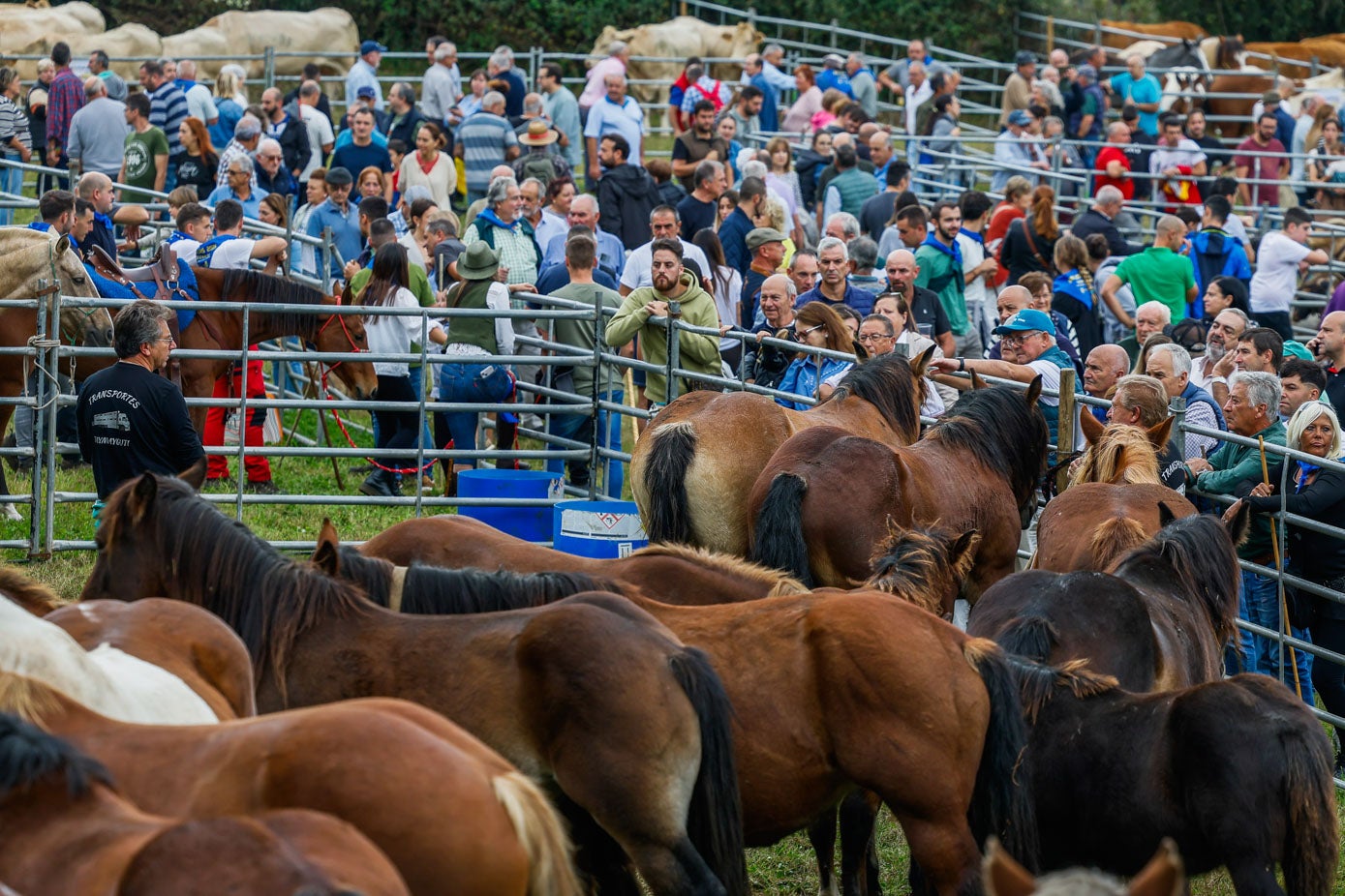 En la feria de Hoznayo se ha visto sobre todo ganado caballar.