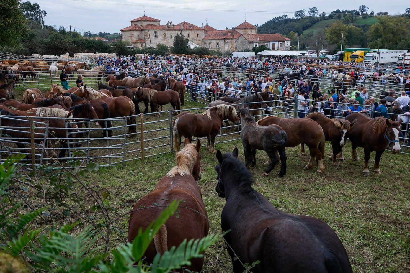 Las cabezas de ganado llenan el recinto ferial de Honzayo, con el Palacio de los Acevedo al fondo.