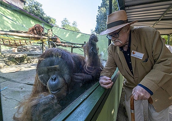 Pardo de Santayana mira a una de las orangutanas a través de un cristal en el Zoo.