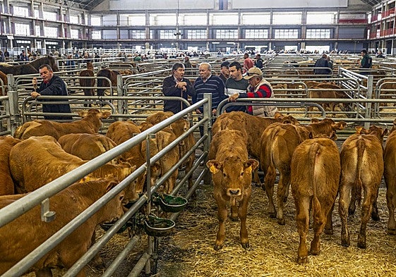 Unos ganaderos observan a los terneros en el ferial de Torrelavega, durante el pasado mes de agosto.