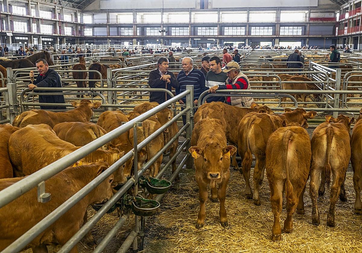 Unos ganaderos observan a los terneros en el ferial de Torrelavega, durante el pasado mes de agosto.