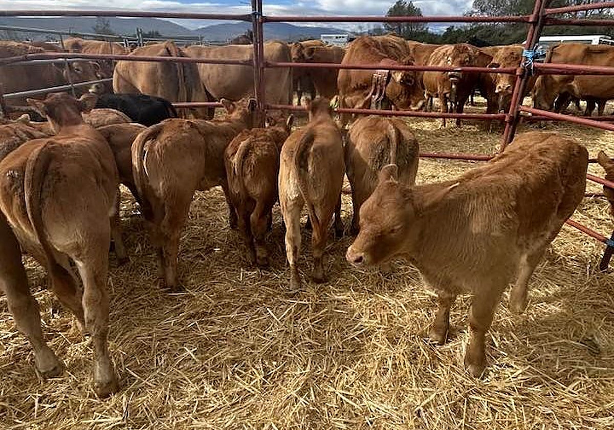 Requejo pudo celebrar in extremis su Feria de Año, con más de 1.500 cabezas de ganado.