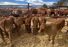 Requejo pudo celebrar in extremis su Feria de Año, con más de 1.500 cabezas de ganado.