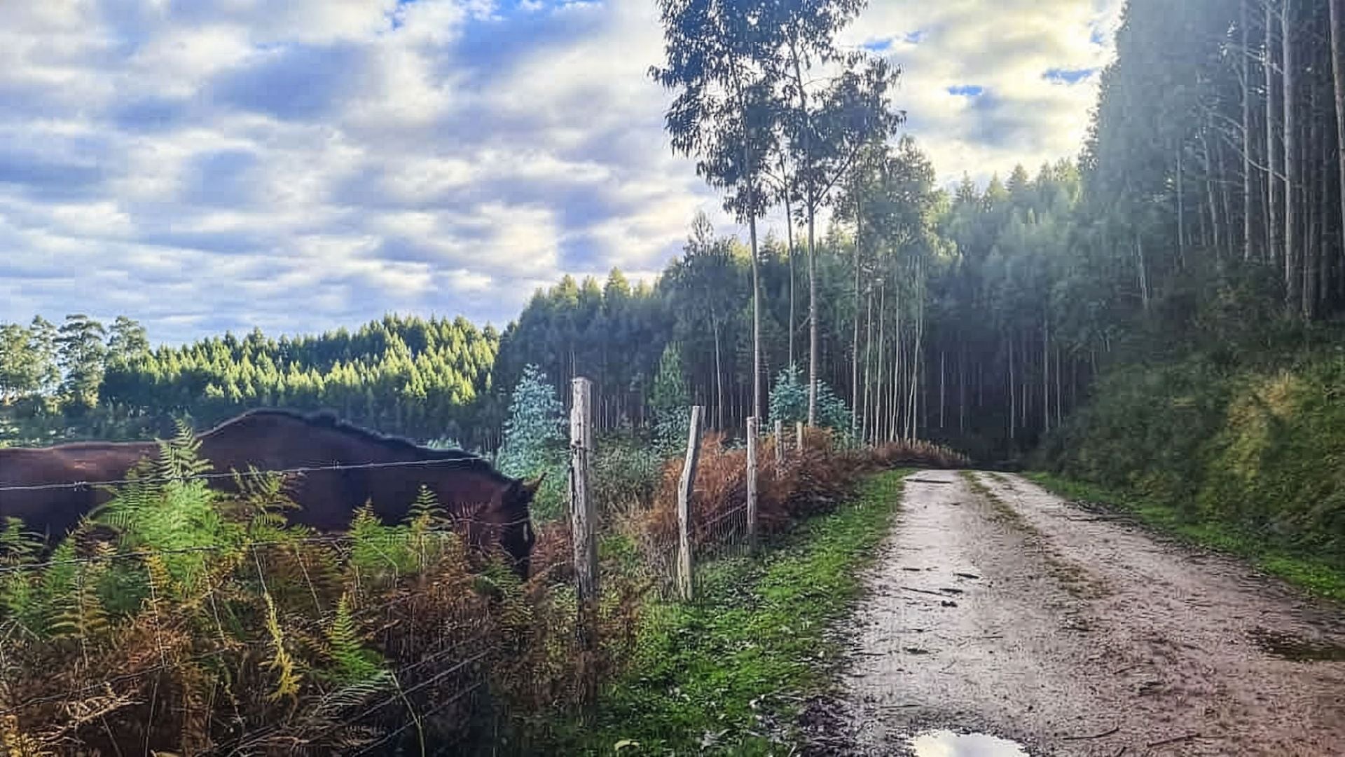 Uno de los tramos de la ruta del Cuaternario en Viérnoles.