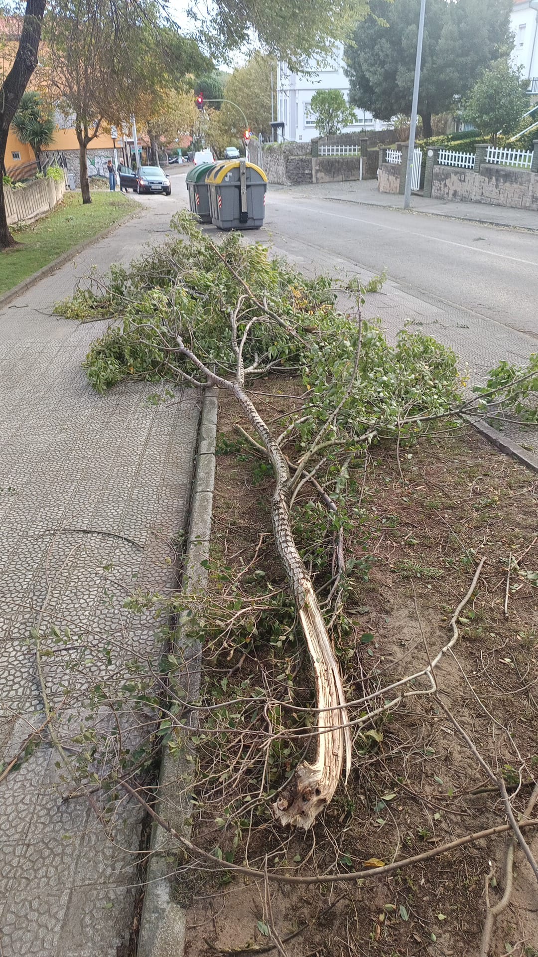 Árbol caído en los aledaños a los Pinares.