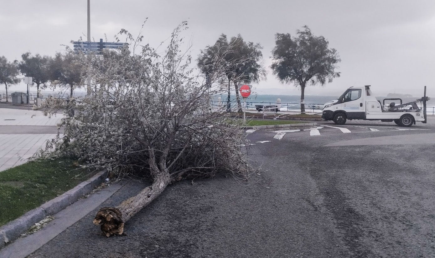 Árbol arrancado de cuajo en El Sardinero, a la altura de la Segunda.