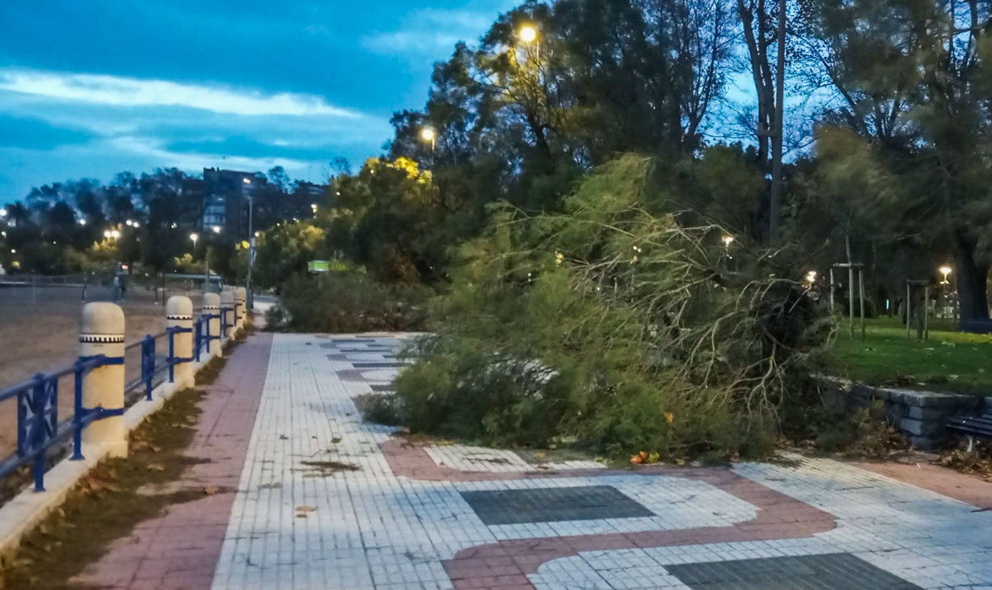En el paseo marítimo de la Segunda playa de El Sardinero los árboles destrozados cortan el camino.