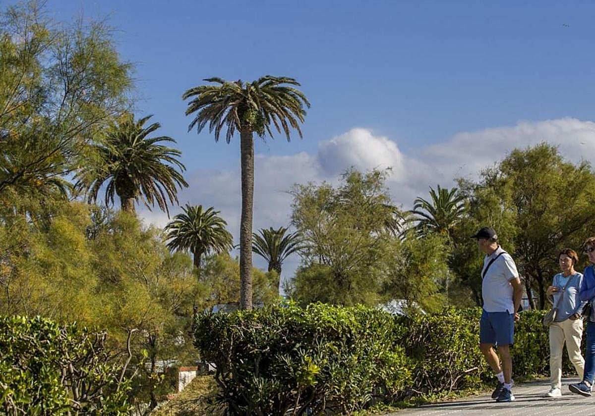 Palmera afectada por el picudo rojo en los Jardines de Piquío.