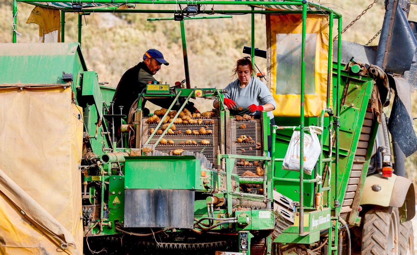 El campo de Valderredible vuelve a llenarse de actividad con la recogida de la patata.
