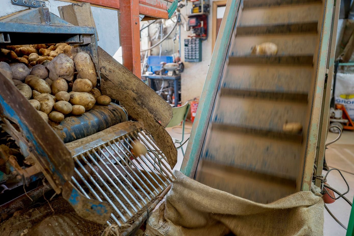 La subida de las patatas hacia la mesa de selección.