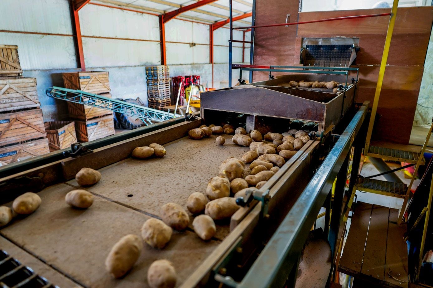 En la mesa de selección, donde se separan por calibres diferentes.