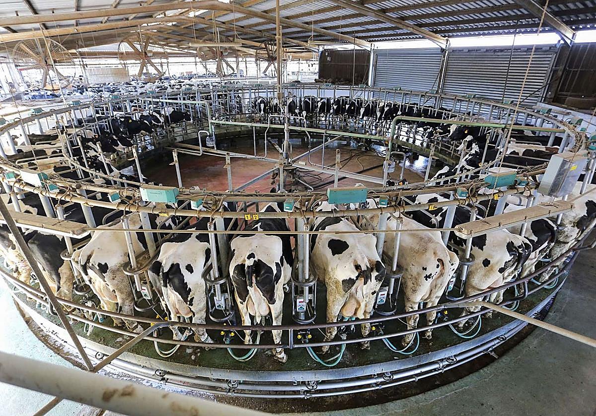 Rotativa de vacas dentro del proceso de ordeño de la granja More Holstein de la que es directoria de operaciones Lidia Entrecanales.