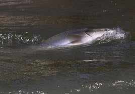 Un salmón atlántico, en el momento en el que es capturado.