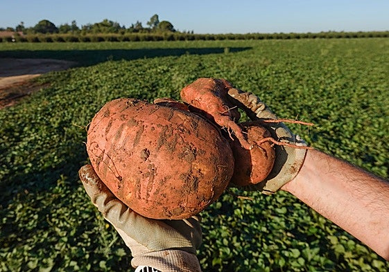 Plantación de boniatos.