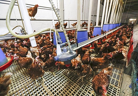 La detección de un solo caso de gripe aviar en una explotación obliga a realizar un vaciado sanitario sacrificando todas las aves.