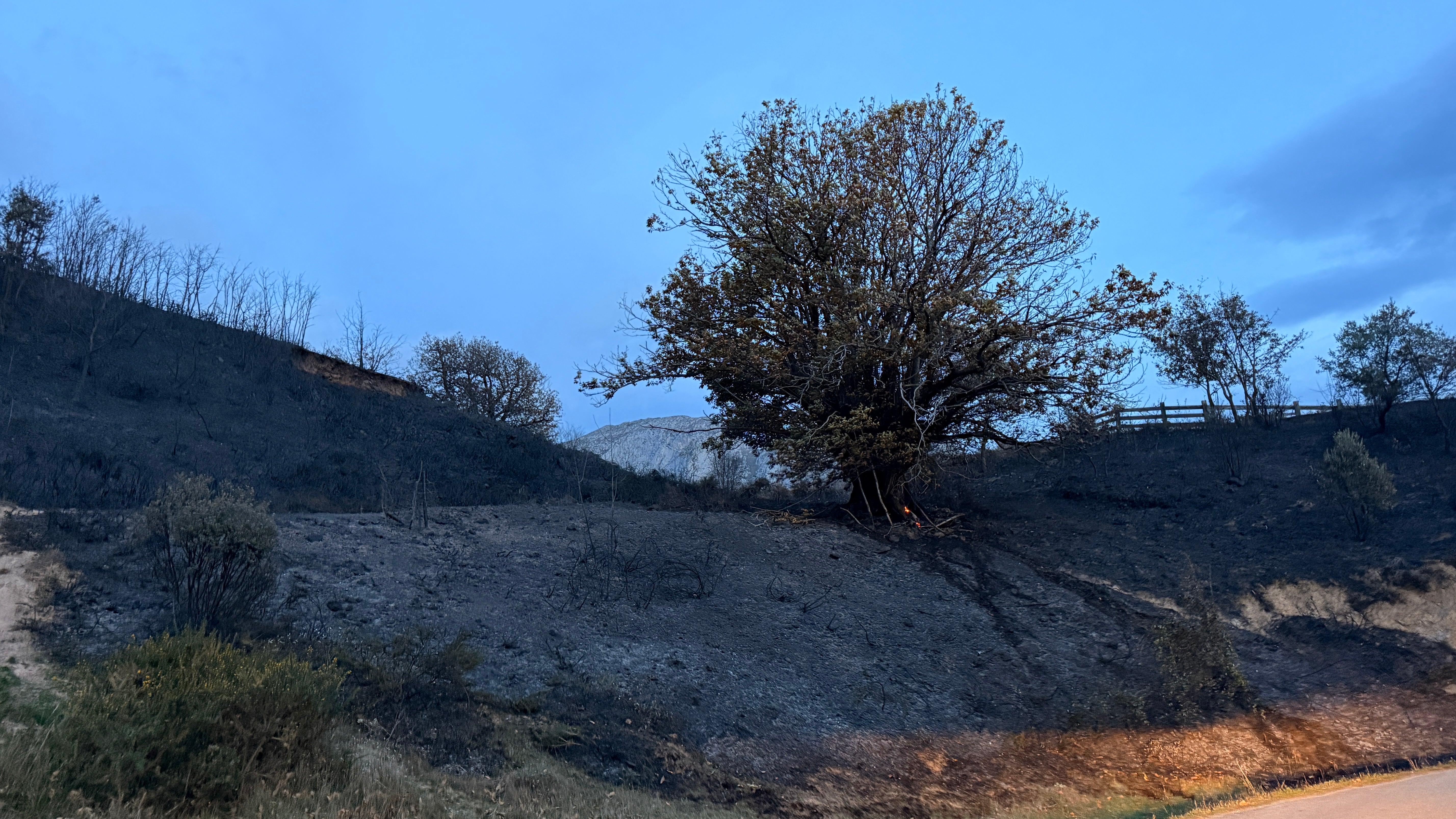 Este jueves por la mañana algunos árboles todavía contenían fuego en sus troncos en El Habario.