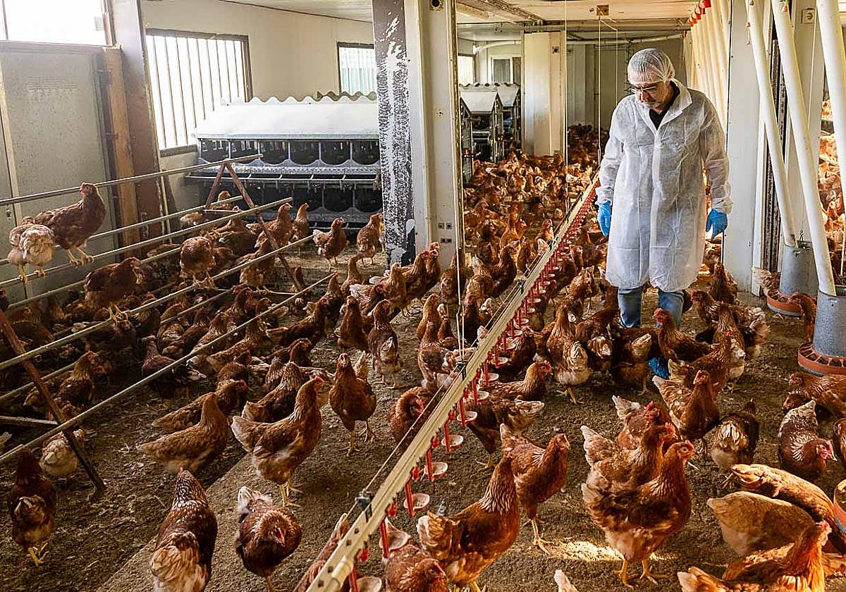 Así se vive el confinamiento en las granjas de gallinas