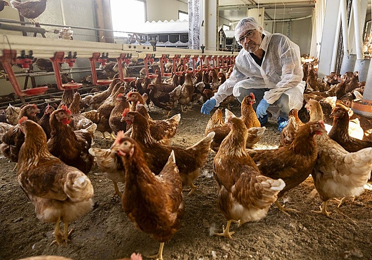 Carlos Martín, gerente de Granja Anero y Granja Pontana, accede protegido al interior de su explotación de gallinas ecológicas.