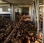 Gallinas confinadas en la Granja Anero, una explotación avícola de Cantabria.
