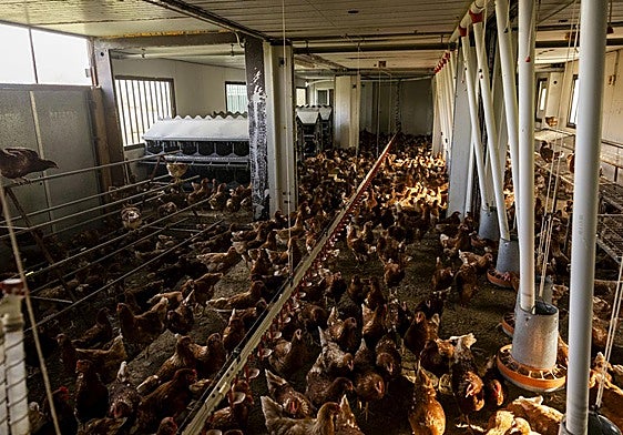 Gallinas confinadas en la Granja Anero, una explotación avícola de Cantabria.