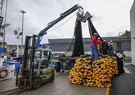 Primera descarga del bocarte en Laredo.